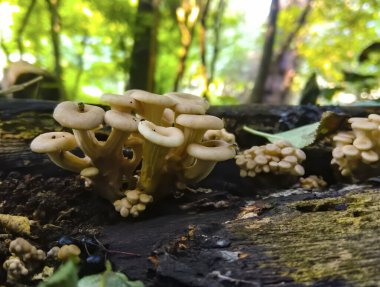 Bir grup günışığı mantarı - limonlu istiridye mantarı ormanda eski bir ağaç kütüğünde yetişiyor..