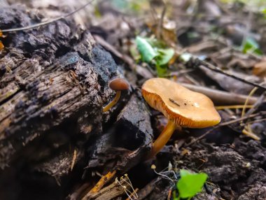 Ormandaki küçük mantarları yakın çekim