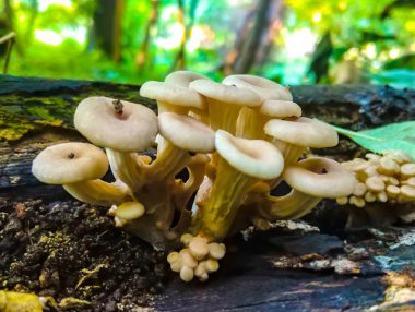 Bir grup günışığı mantarı - limonlu istiridye mantarı ormanda eski bir ağaç kütüğünde yetişiyor..