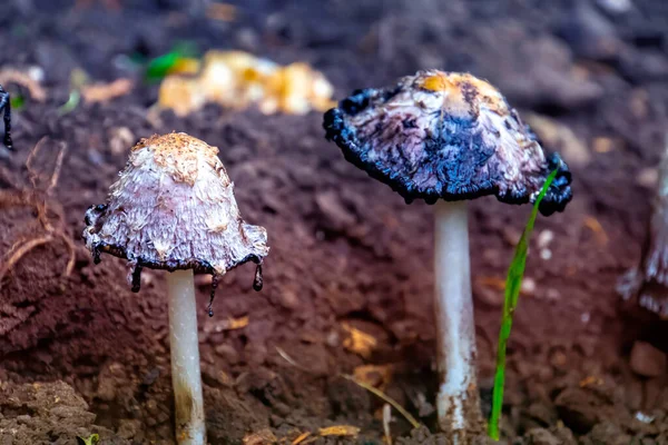 Crescer Parque Guarda Chuva Cogumelos Venenoso — Fotografia de Stock