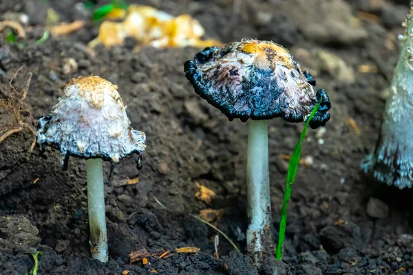 Growing in the park poisonous mushroom umbrella