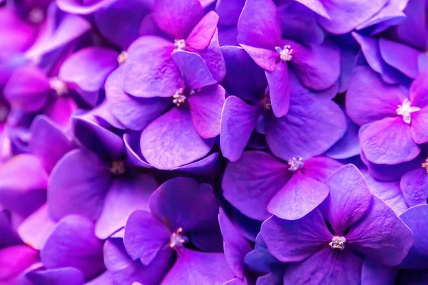 stock image Blue Hydrangea or Hydrangea macrophylla or Hortensia flowers. Macro depth of field for soft focus blurry feel.