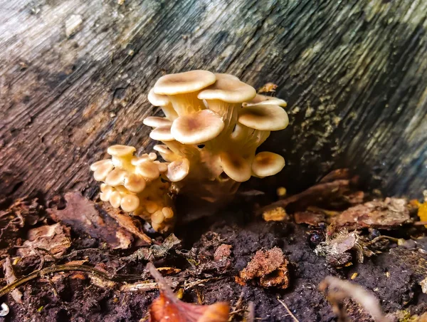 햇빛에 버섯들 그루터기에서 자라고 — 스톡 사진
