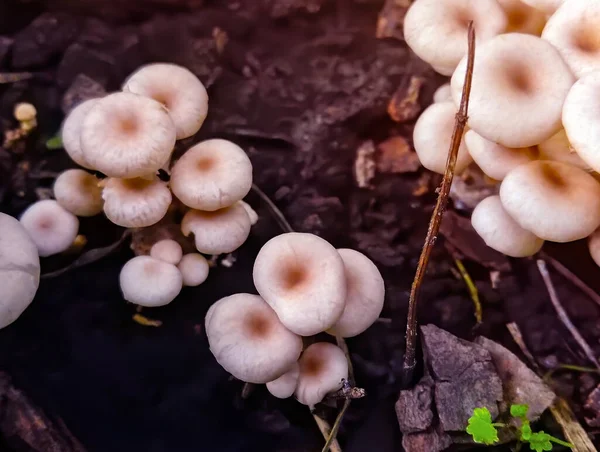 Group Sunlit Mushrooms Lemon Oyster Mushroom Growing Old Tree Stump — ストック写真