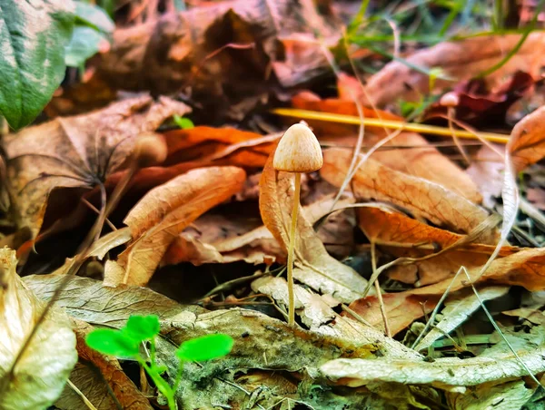 Nahaufnahme Kleine Pilze Wald — Stockfoto