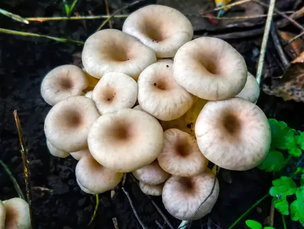 Grupo Cogumelos Iluminados Pelo Sol Cogumelo Ostra Limão Que Cresce — Fotografia de Stock