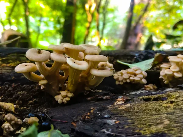 一群阳光明媚的蘑菇 生长在森林中的老树桩上的柠檬牡蛎 — 图库照片