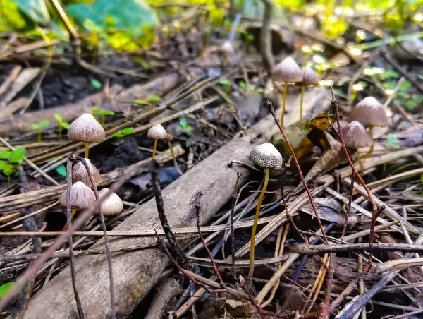 Close Pequenos Cogumelos Floresta — Fotografia de Stock