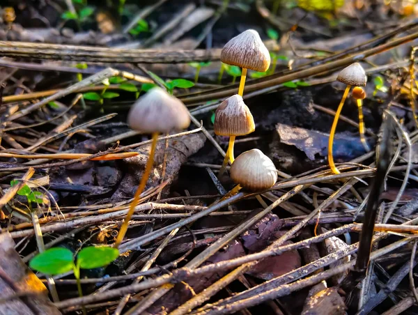 森林里的小蘑菇 — 图库照片