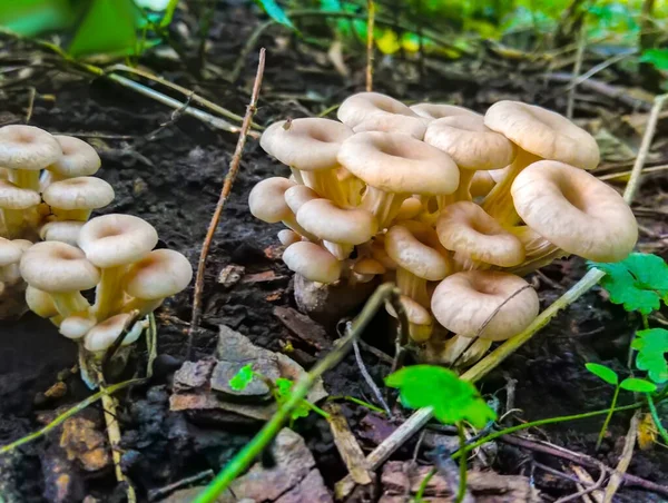 一群阳光明媚的蘑菇 生长在森林中的老树桩上的柠檬牡蛎 — 图库照片