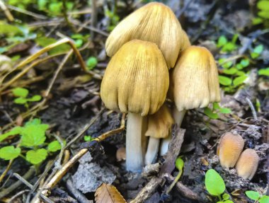 Ormandaki küçük mantarları yakın çekim