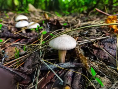 Ormandaki küçük mantarları yakın çekim