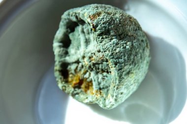 Küflü limon ve beyaz arka planda taze limon. Tabakta küflü bir limon. Yeşil küflü limon.