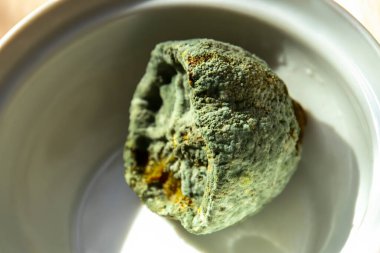 Küflü limon ve beyaz arka planda taze limon. Tabakta küflü bir limon. Yeşil küflü limon.