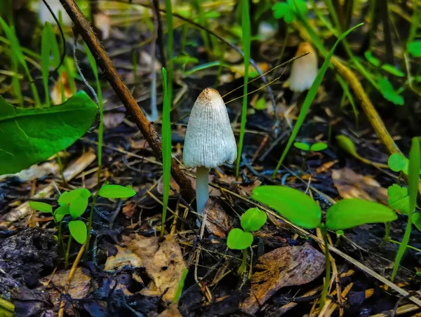 Closeup Little Mushrooms Forest — Stock Photo, Image