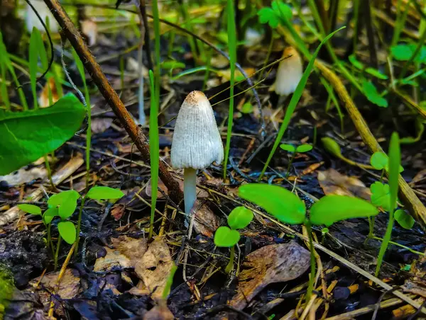 Close Kleine Paddenstoelen Het Bos — Stockfoto