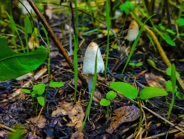 Close Pequenos Cogumelos Floresta — Fotografia de Stock