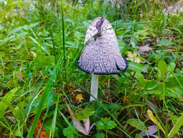 生长在公园里有毒的蘑菇伞 — 图库照片