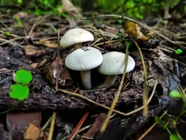 森林里的小蘑菇 — 图库照片