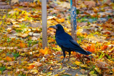 Mezardaki kargalar gibi. Sonbahar günü mezarlığa yakın bir karga.