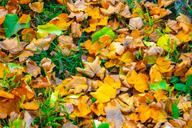 Sonbahar altın yaprakları yerde