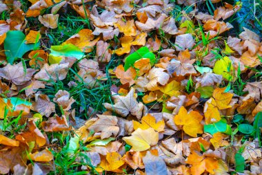 Sonbahar altın yaprakları yerde