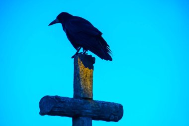 Bir mezarlıktaki haçın üzerinde siyah bir kuzgun oturuyor.