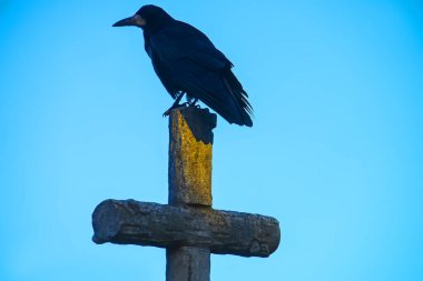 Bir mezarlıktaki haçın üzerinde siyah bir kuzgun oturuyor.