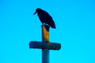 Bir mezarlıktaki haçın üzerinde siyah bir kuzgun oturuyor.