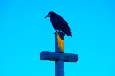 Bir mezarlıktaki haçın üzerinde siyah bir kuzgun oturuyor.