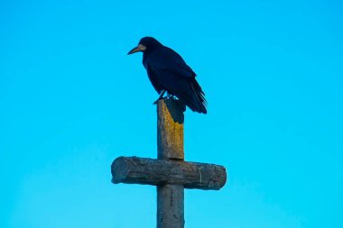Bir mezarlıktaki haçın üzerinde siyah bir kuzgun oturuyor.