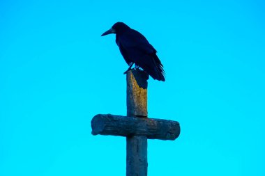 Bir mezarlıktaki haçın üzerinde siyah bir kuzgun oturuyor.
