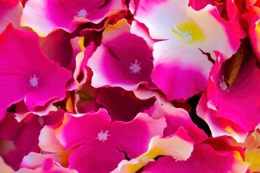 Arkaplan dokusu için yakın plan pembe çiçek