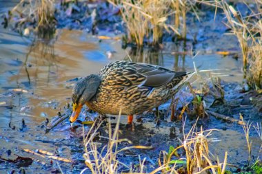Erkek ve dişi yaban ördeği, yiyecek ararken yeşil suyla dolu bir gölde yüzüyor.