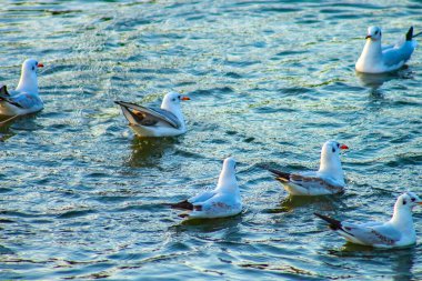 Martı suda yüzüyor.