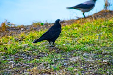 A flock of crow birds walking on the grass in the garden. Closeup of a Carrion crow eating on the ground