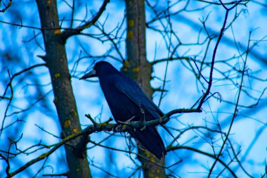 Common raven sitting on branch in autumn nature. Black feathered bird cawing on bough in in fall. Wild dark crow looking on twig in forest.