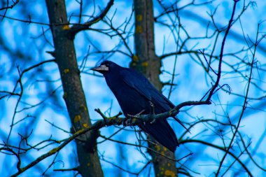 Common raven sitting on branch in autumn nature. Black feathered bird cawing on bough in in fall. Wild dark crow looking on twig in forest.