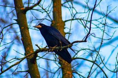 Common raven sitting on branch in autumn nature. Black feathered bird cawing on bough in in fall. Wild dark crow looking on twig in forest.