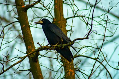 Common raven sitting on branch in autumn nature. Black feathered bird cawing on bough in in fall. Wild dark crow looking on twig in forest.