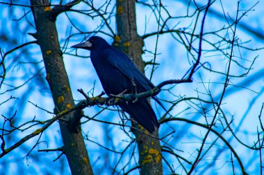 Common raven sitting on branch in autumn nature. Black feathered bird cawing on bough in in fall. Wild dark crow looking on twig in forest.