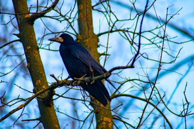 Common raven sitting on branch in autumn nature. Black feathered bird cawing on bough in in fall. Wild dark crow looking on twig in forest.