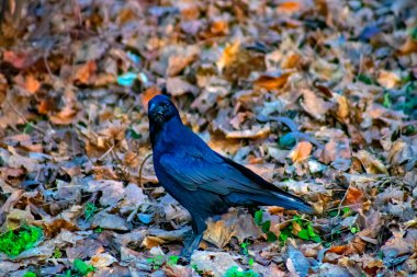 A flock of crow birds walking on the grass in the garden. Closeup of a Carrion crow eating on the ground