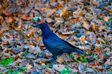 A flock of crow birds walking on the grass in the garden. Closeup of a Carrion crow eating on the ground