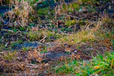 Küçük kuş sürüsü, kışın arka planda ağaç dalında oturuyor.