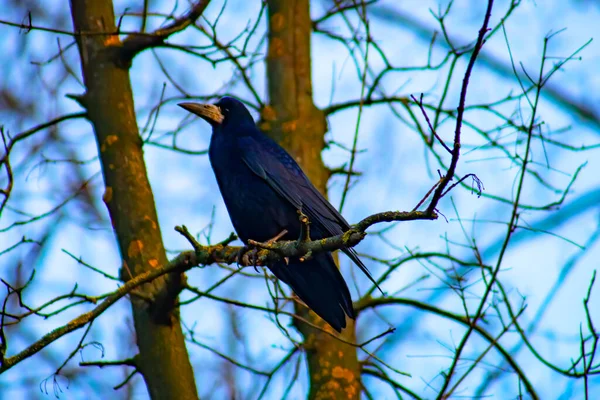 Common raven sitting on branch in autumn nature. Black feathered bird cawing on bough in in fall. Wild dark crow looking on twig in forest.