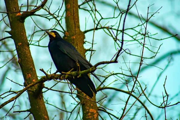 Common raven sitting on branch in autumn nature. Black feathered bird cawing on bough in in fall. Wild dark crow looking on twig in forest.