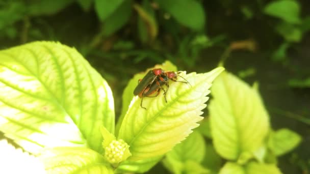 緑の葉の上に2本の赤い虫 緑の背景の虫墨色 — ストック動画