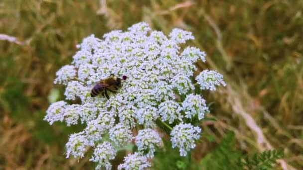 Közelkép Méh Virág Nyári Napon — Stock videók