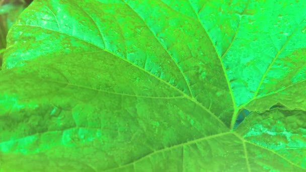 Κοντά Πράσινα Φύλλα Σταγόνες Βροχής — Αρχείο Βίντεο